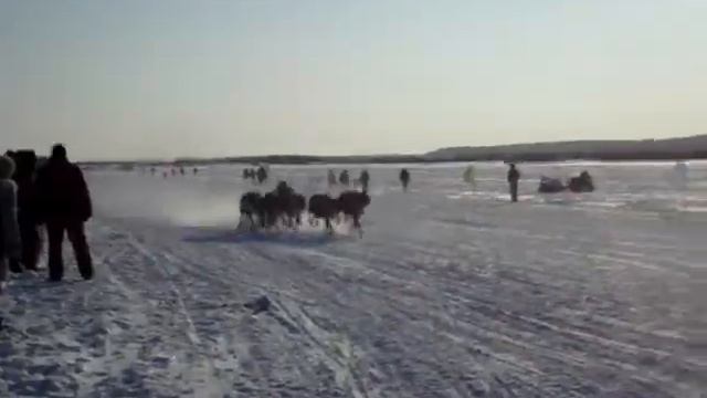 Надым. праздник оленевода. смотреть онлайн