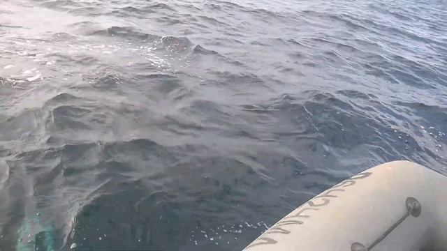 Дельфины Баренцева моря смотреть онлайн