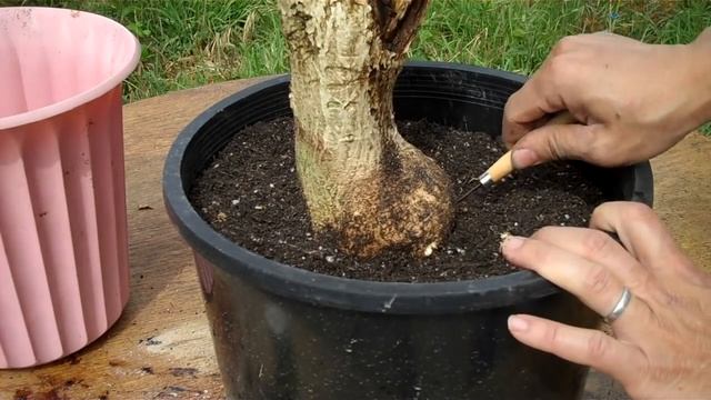 Salvaging a Rose of Sharon (Hibiscus syriacus) Bush for Bonsai.mp4 смотреть онлайн
