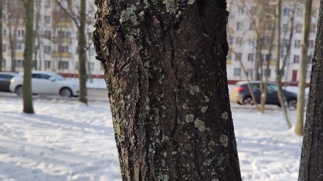 Xiaomi 12T Pro - тест видеокамеры на улице зимой (4K, 60FPS) смотреть онлайн