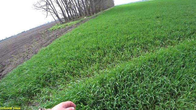 Опрыскивание Пшеницы по сорнякам!!!Прыскаем!!!Приготовление раствора!!! смотреть онлайн