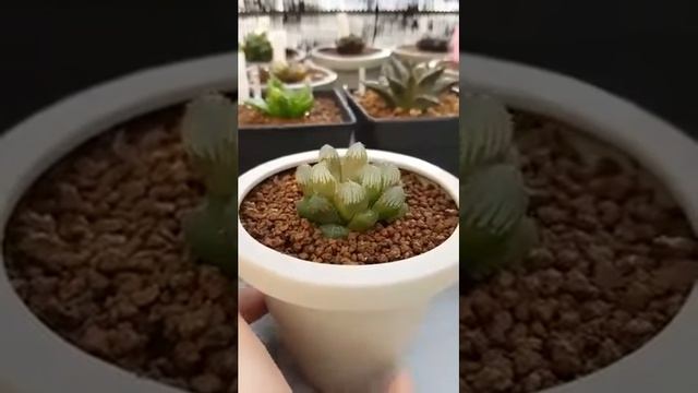 Haworthia Obtusa Hyb. смотреть онлайн