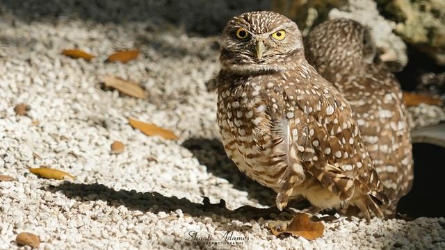 Абрахам Хикс – Разрешайте себе полениться – Эстер Хикс смотреть онлайн