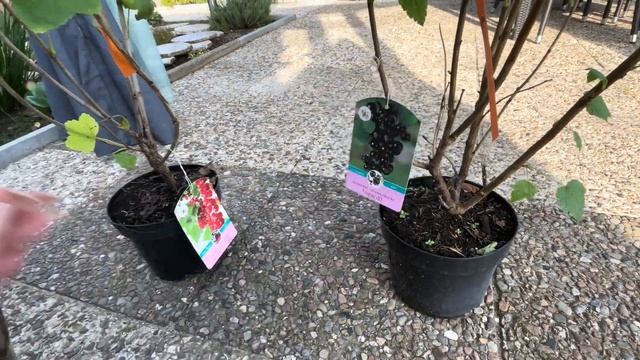 Начались Осенние Работы / Новые Покупки / Что мы Посадили / Обзор Магазина смотреть онлайн