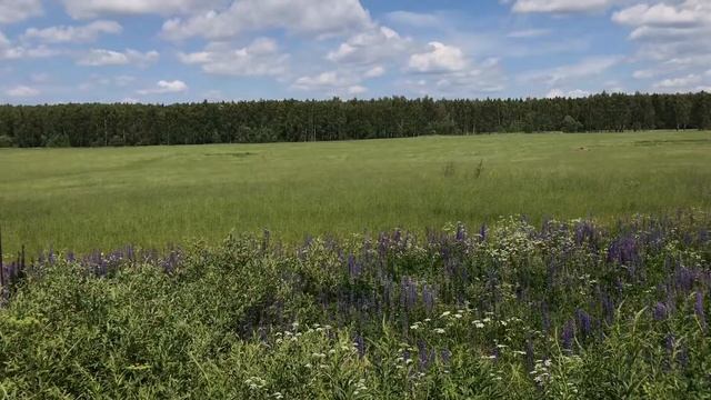Зеленое море смотреть онлайн