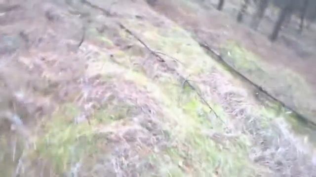 Рыжики смотреть онлайн