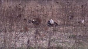 Охотничий минимум, часть 1-я