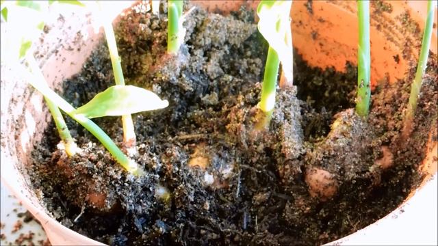 Growing Ginger from Rhizome Cuttings, Days 124-136 смотреть онлайн