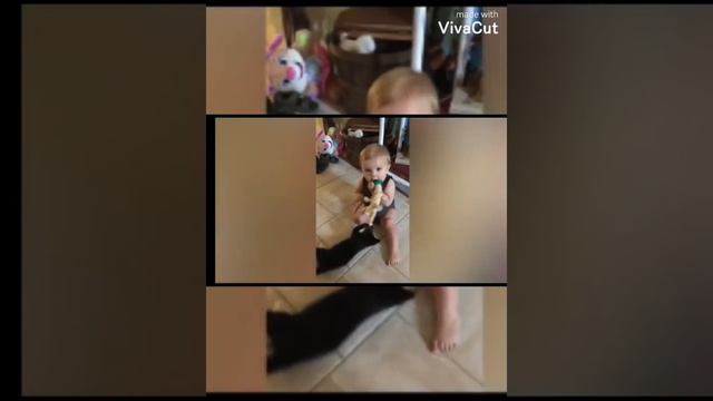 Я ржал в течение часа 🐱 сумесшедшие кошки раздражают детей смотреть онлайн