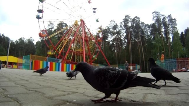 Friends. "Голуби", may 2012 ( HD ) смотреть онлайн