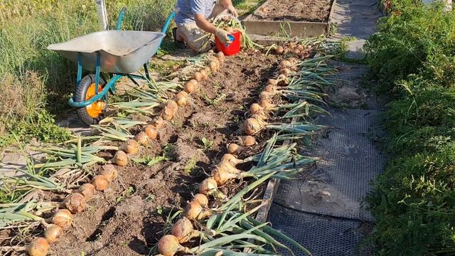 Посадка лука репчатого лука. Урожай на 165% больше. смотреть онлайн