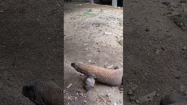 the biggest lizard in the world#Varanus Komodoensis# смотреть онлайн