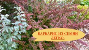 БЕСПЛАТНАЯ ЖИВАЯ ИЗГОРОДЬ ИЗ БАРБАРИСОВ. Дачный креатив.