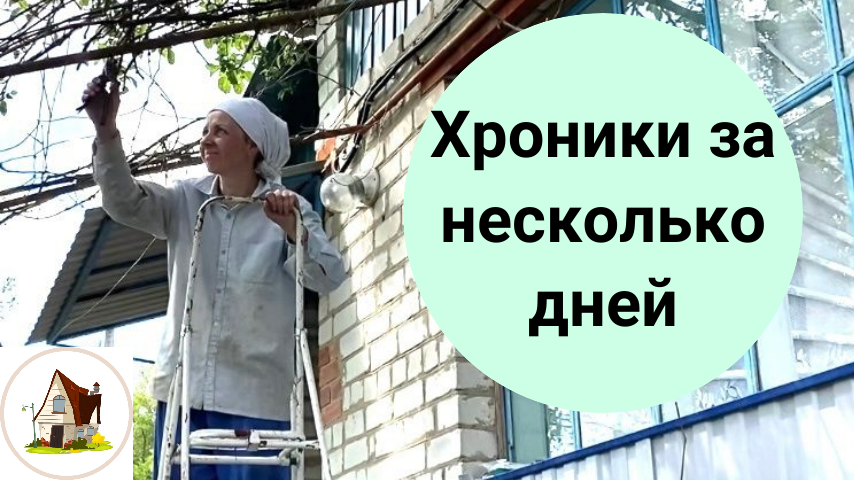 Собака теперь домашняя. Много дел на старой даче. смотреть онлайн