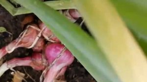 Лук шалот семейный старо русский красный (сорт 20)