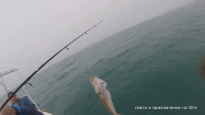 Это должен знать каждый турист! Самые ядовитые рыбы Черного моря | Poisonous fish of the Black Sea