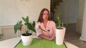 №15. Антуриум. Результат обрезки, 3 месяца спустя.