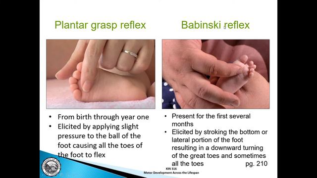 KIN 316 - Chapter 9 Infant Reflexes and Stereotypies; UNLV смотреть онлайн