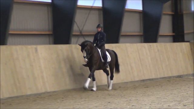 Stallion - born 2016 (Antobello / Bennetton Dream) смотреть онлайн