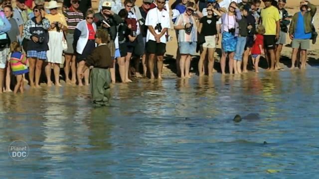 Australia. The Great White Shark | Full Documentary смотреть онлайн