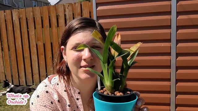 Oncidium Twinkle #CareCollab AND Unboxing a new Twinkle! 🌟 смотреть онлайн