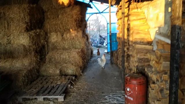 Почему выжить натуральным хозяйством в России нельзя! смотреть онлайн