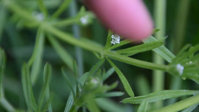 How To Identify Cleavers - Wild Edible Identification смотреть онлайн