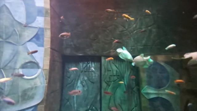 Atlantis The Palm The Lost Chambers Aquarium | Joy Family Club Episode 7 #aquarium #atlantisthepalm смотреть онлайн
