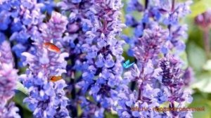 Шалфей дубравный Блю ? дубравный шалфей Блю обзор: как сажать, семена шалфея Блю