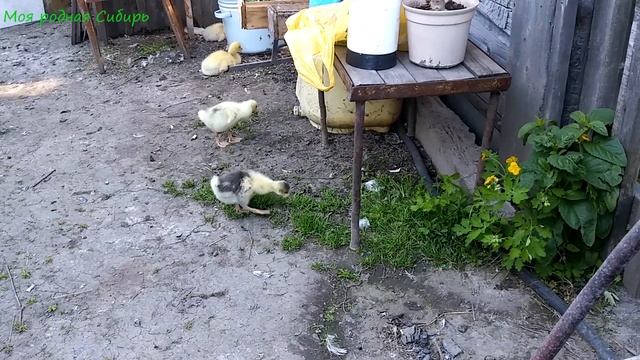 Наши маленькие гусята гуляют дружной компанией во дворе! смотреть онлайн