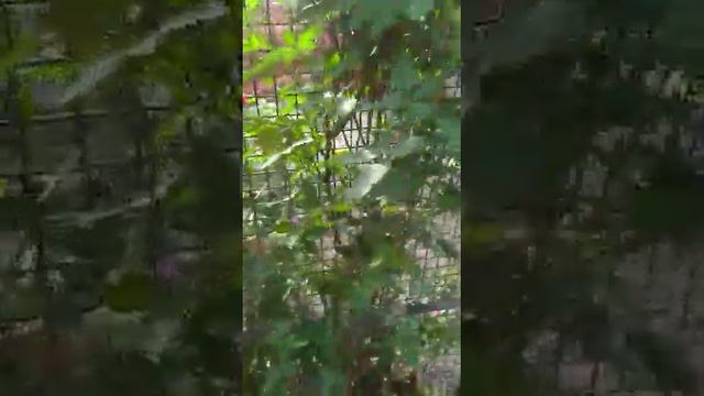 Flower смотреть онлайн