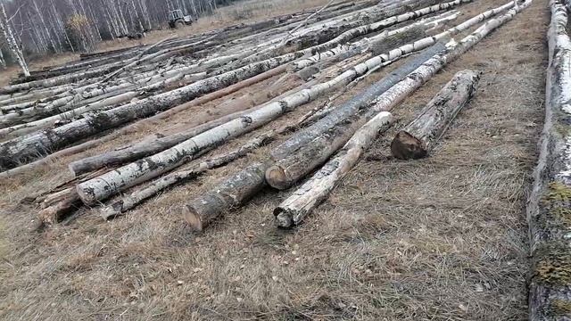 Дровишки-дрова с ними хоть куда!