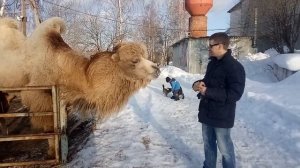 Точный плевок верблюда ( муж напросился)