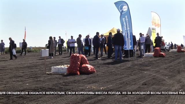 В Волгоградской области собирают урожай овощей смотреть онлайн