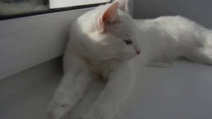 Белый кот с разными глазами