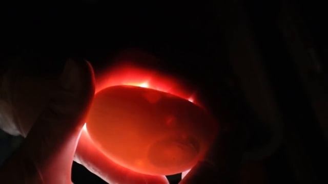 First ball python eggs of the year! смотреть онлайн