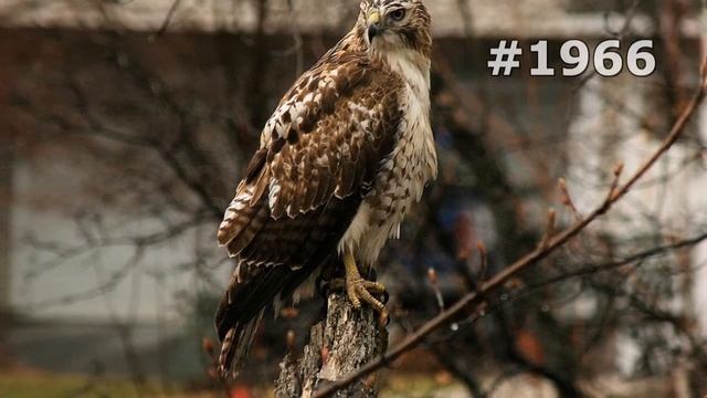 #1966. Птицы - хищники (В мире животных) смотреть онлайн