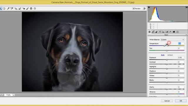 Photoshop | How To Make Better Portraits Of Your Pet