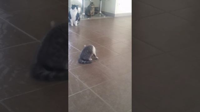chaton 1 mois et demi fou fou fou смотреть онлайн