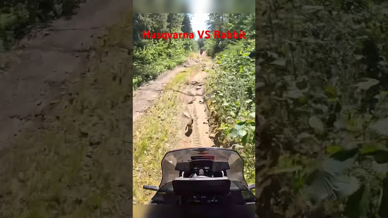 Чуть не раздавил зайца в лесу//Husqvarna VS Rabbit #shorts смотреть онлайн