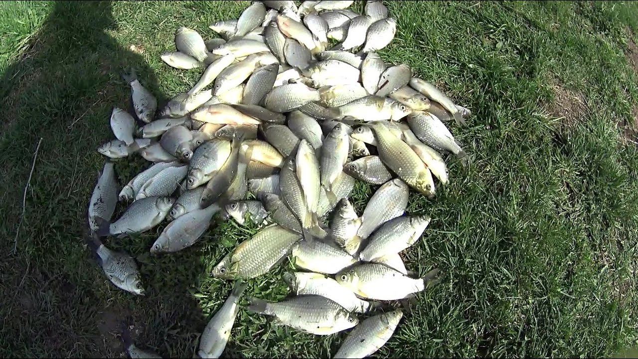 БЕШЕНЫЙ КЛЕВ КАРАСЯ!ВЕДРО РЫБЫ ЗА 3 ЧАСА!ЛОВЛЯ КАРАСЯ НА ПОПЛАВОЧНУЮ УДОЧКУ.СУПЕР РЫБАЛКА НА УДОЧКУ!