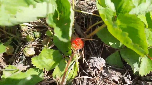 Клубника сорта Московский деликатес. Созревание ягоды. 26 июня 2022. Улан-Удэ. Бурятия. смотреть онлайн