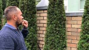 Сроки стрижки хвойных растений