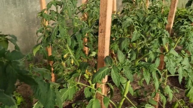 РЕЗУЛЬТАТ ЛЕЧЕНИЕ БОРОМ ТОМАТОВ Результат после опрыскивания смотреть онлайн