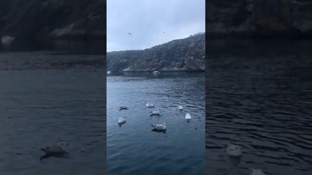 Рыбалка Север Кольский- П - В Ура- Губа Баренцево Море Ноябрь 2021 Треска... смотреть онлайн