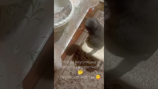 кот просит рыбку #британец #тайская  кошка