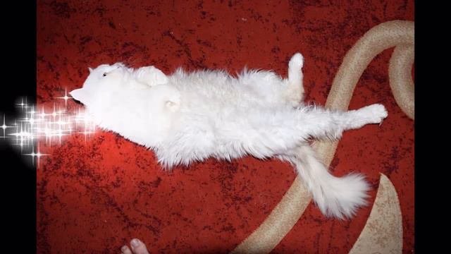 Любимый   и Пушистый Котик  Львов