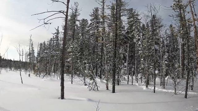 Охота на соболя капканами! Закрытие сезона! #охота2023