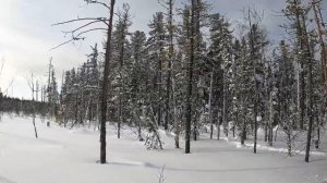 Охота на соболя капканами! Закрытие сезона! #охота2023