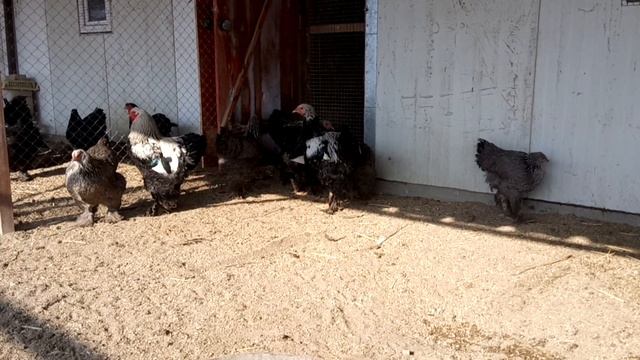 брама тёмная смотреть онлайн